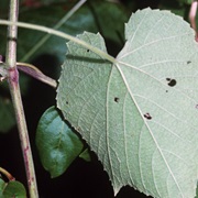 Graybark Grape (Vitis Cinerea)
