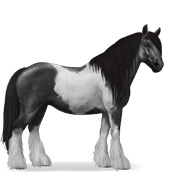 Gypsy Vanner - Black Tobiano
