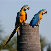 Blue-And-Yellow Macaw (Ara Ararauna)