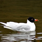 Mediterranean Gull
