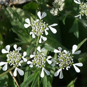 Mediterranean Hartwort (Tordylium Apulum)