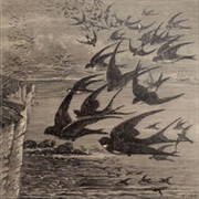 Neutral Milk Hotel - Little Birds