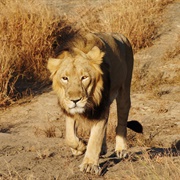 Asiatic Lion