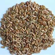 Freekeh