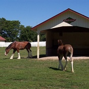Clydesdales at Grant's Farm, St. Louis, MO