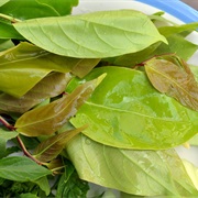 Yellow Mombin (Spondias Mombin)