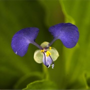 Benghal Dayflower (Commelina Benghalensis)