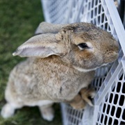 Biggest Bunny in America