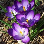 Crocuses