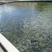 Visit a Fish Hatchery