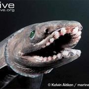 Frilled Shark