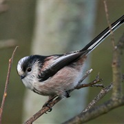 Long-Tailed Tit