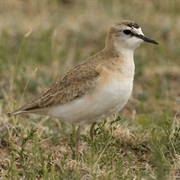 Mountain Plover