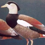 Crested Shelduck
