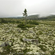 Old Tjikko - The World's Oldest Tree