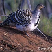 Mallee Fowl