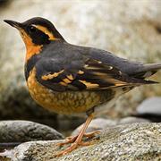 Varied Thrush