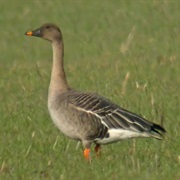 Tundra Bean-Goose