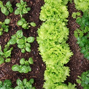 Plant Your Own Herb / Vegetable Garden