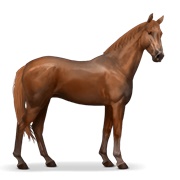 Selle Français - Chestnut