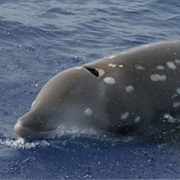 Cuvier's Beaked Whale