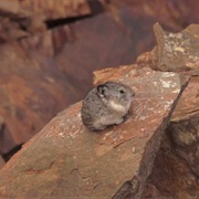 Collared Pika