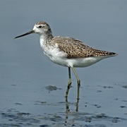 Marsh Sandpiper