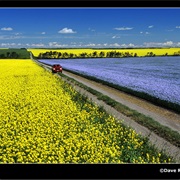 Crop Fields of Canadian Prairies