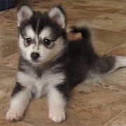 Alaskan Klee Kai