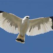 White Hawk