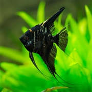 Black Angelfish