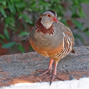 Barbary Partridge (Gibraltar)