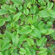 Common Bistort (Persicaria Bistorta)