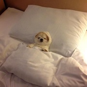 Getting in Bed After a Warm Bath And/Or Sleeping in New Bed Sheets