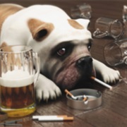 The Hair of the Dog That Bit You