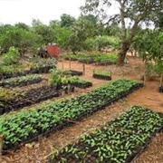 Centre Songhai, Porto Novo