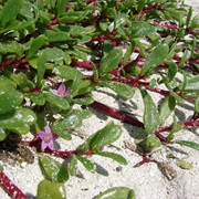 Shoreline Purslane (Sesuvium Portulacastrum)