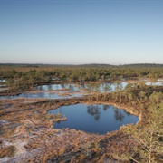 Pohja-Korvemaa Nature Reserve, Estonia