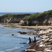 Ano Nuevo State Reserve
