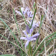 Blue Funnel-Lily (Androstephium Coeruleum)