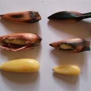 Monkey Puzzle Tree (Araucaria Araucana)