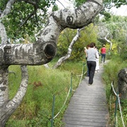 Walk Through the Crooked Bush (SK)