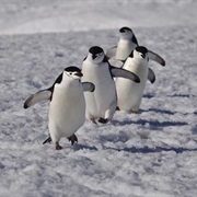 South Shetland Islands, Antarctica