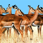 Muau Muau – Tildaflipers (2018)