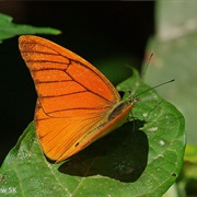 Orange Albatros Butterfly