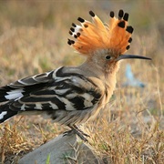 Hoopoe