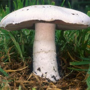 Field Mushroom (Agaricus Campestris)