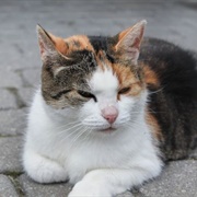 Adopt a Stray Cat/Dog