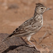 Raso Lark