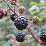 Elmleaf Blackberry (Rubus Ulmifolius)